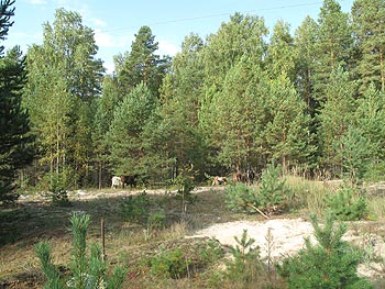 ліс на місці табірного цвинтаря
