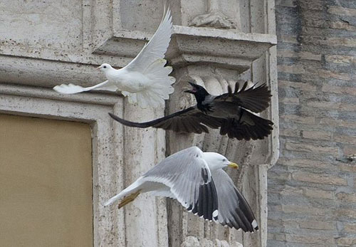 На голубів, випущених Папою Римським після молитви за Україну напали ворон та чайка.