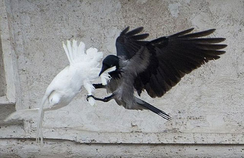 На голубів, випущених Папою Римським після молитви за Україну напали ворон та чайка.