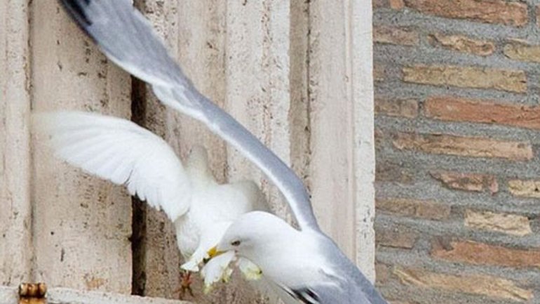 Ворон напал на голубей, выпущенных Папой Римским после молитвы за Украину: Голуби уцелели (обновлено) - фото 1