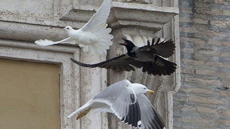 Doves released in the Vatican as a gesture of peace are immediately attacked by seagull and crow - фото 1