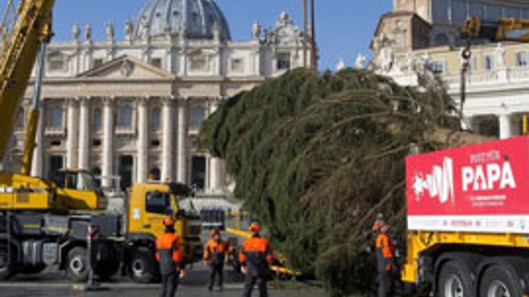 У Ватикані встановили різдвяну ялинку - фото 1