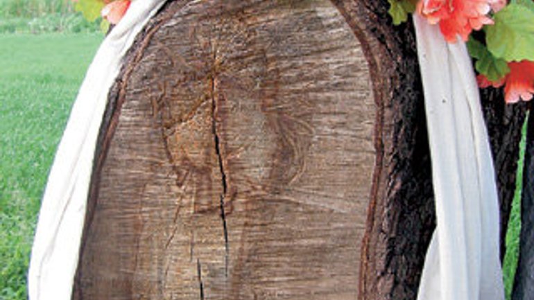 На спиле дерева появился нерукотворный лик Богородицы - фото 1