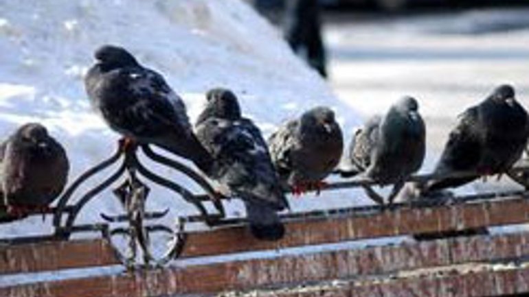В Лавре запретили кормить голубей - фото 1
